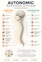 Nervous System - Poster